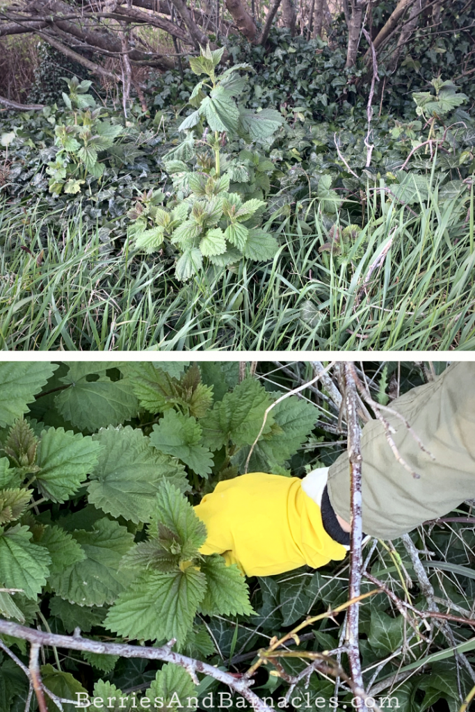 How to forage for stinging nettles and not get stung