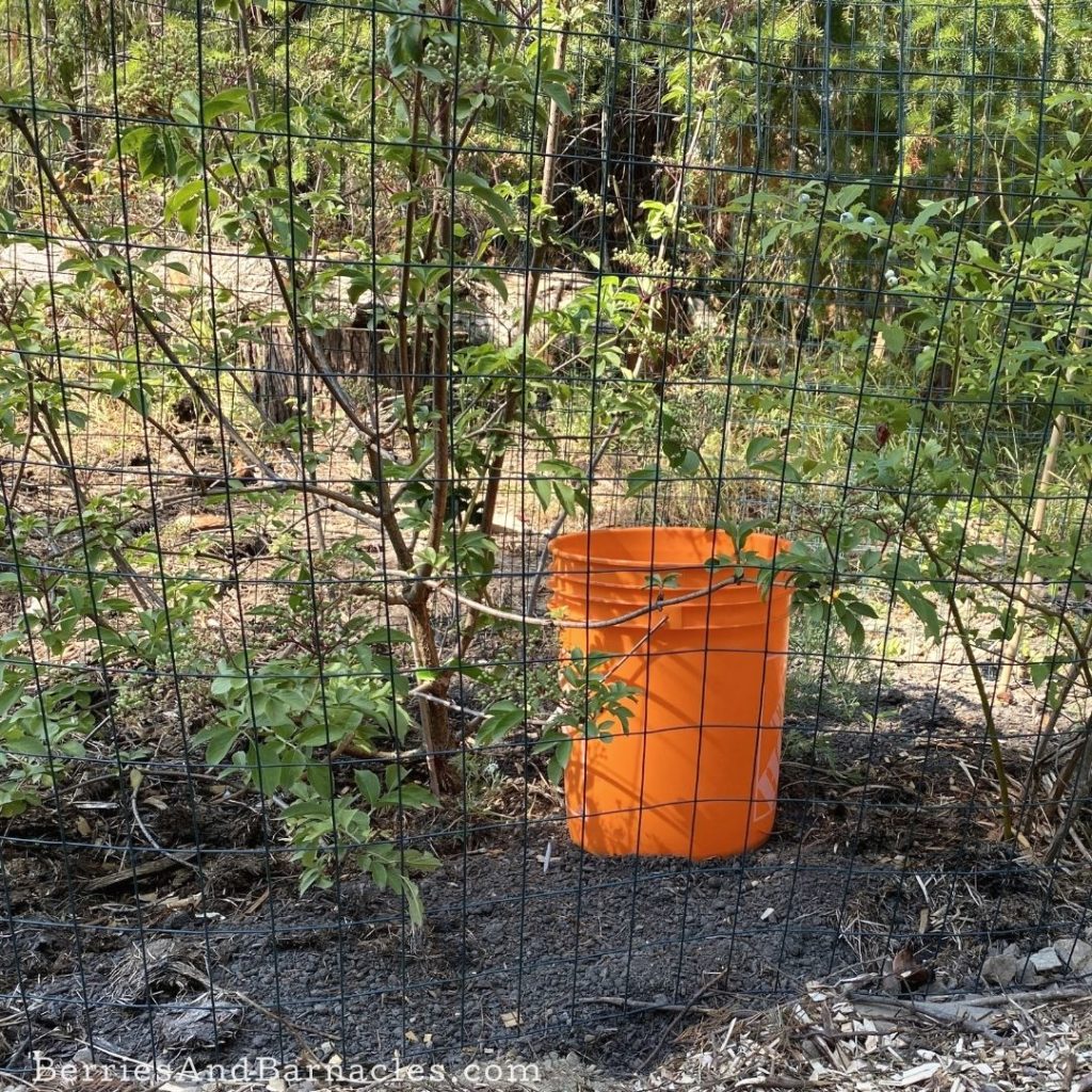How to use a bucket watering system for fruit trees.