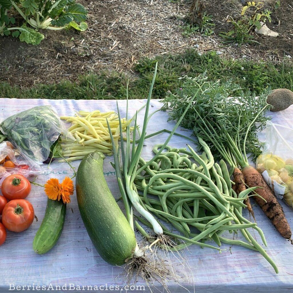 A share of produce from the collective garden