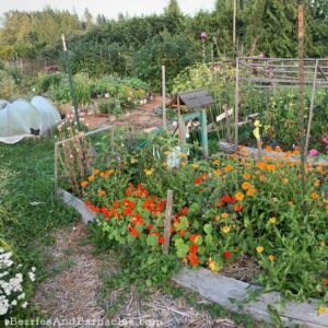 A Collective Garden: Grow And Share Produce