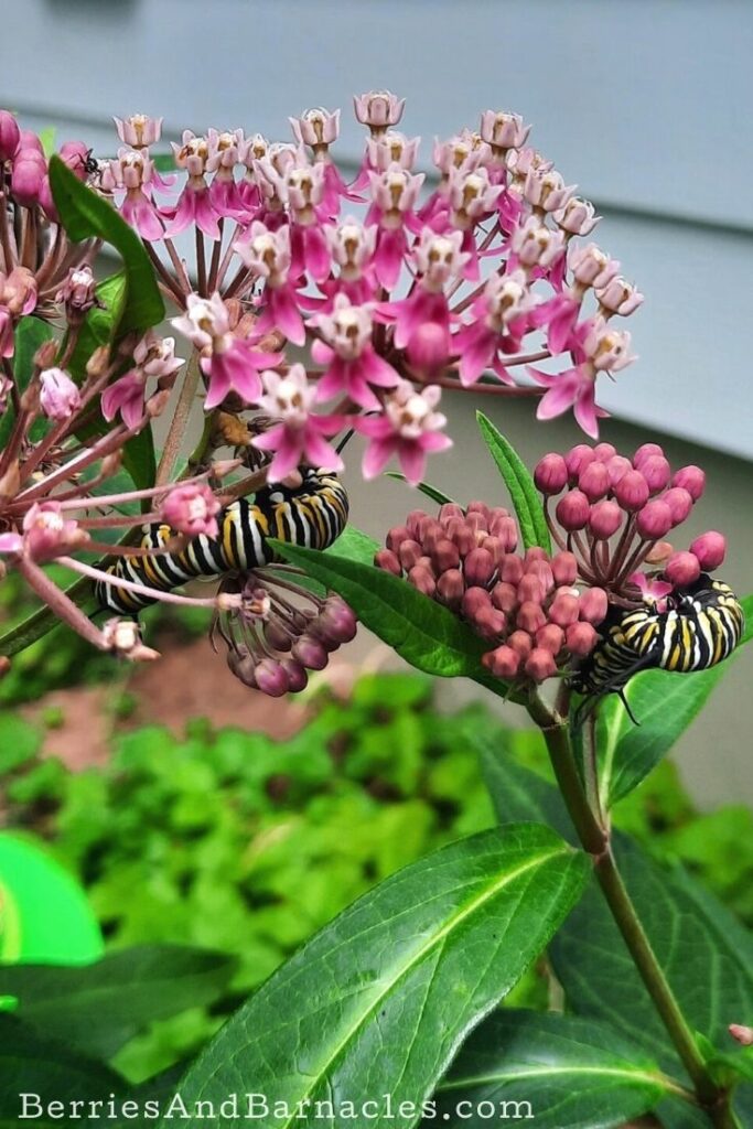 Monarchs on milkweed.