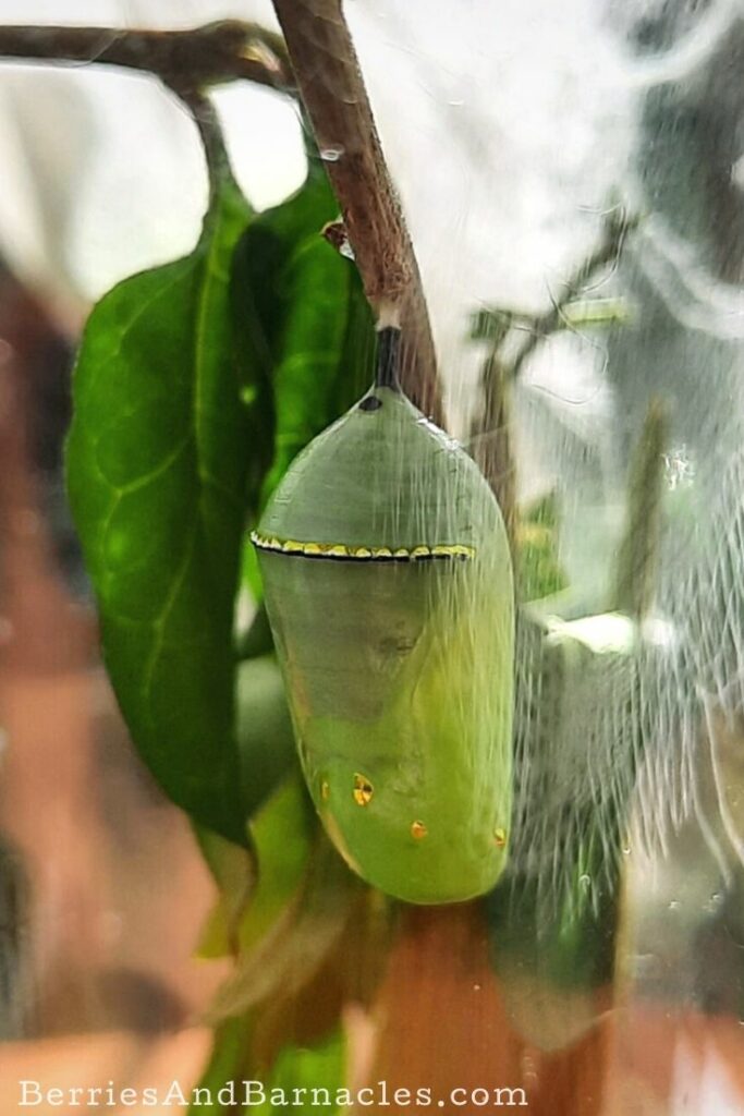 Monarch pupae