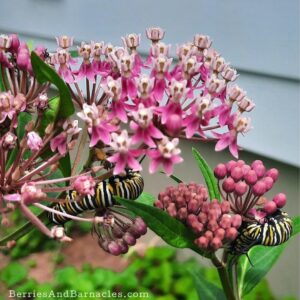 Milkweed And Raising Monarch Butterflies