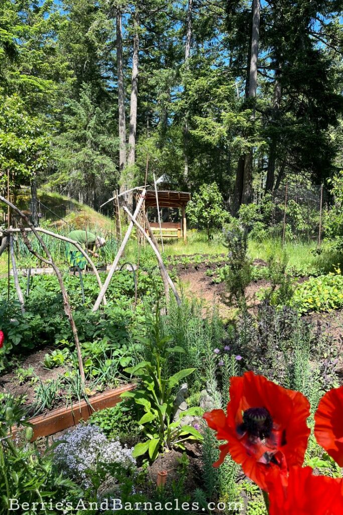 Off-grid garden with poppies, herbs, and greens.