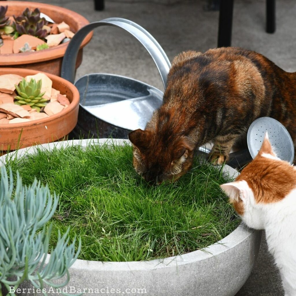 Why you should provide grass for your cat.