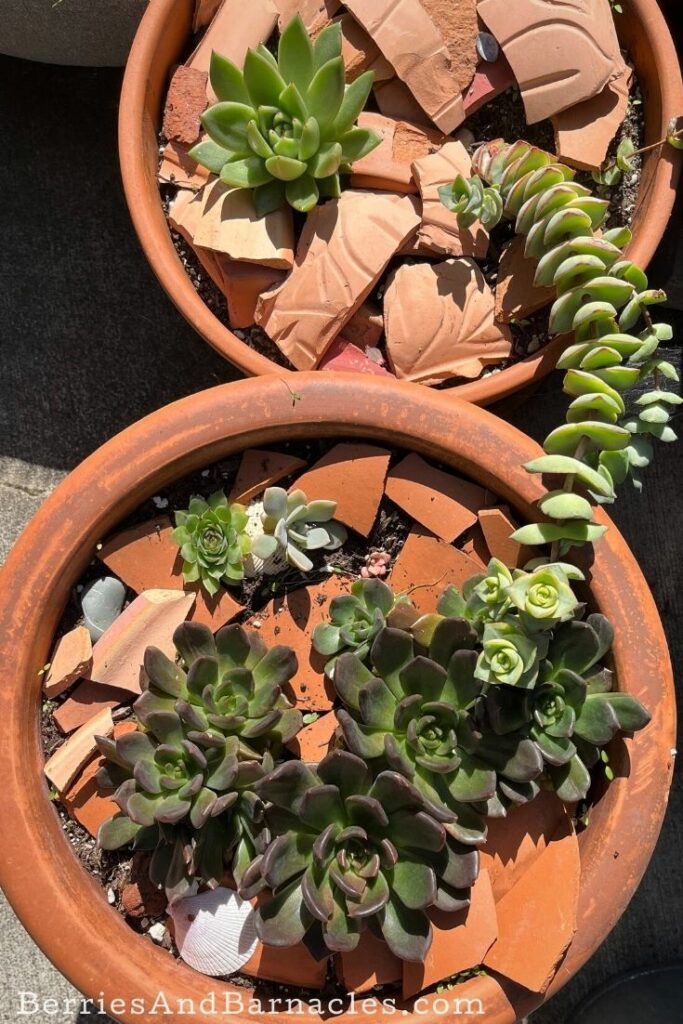 Succulents in terracotta pots.